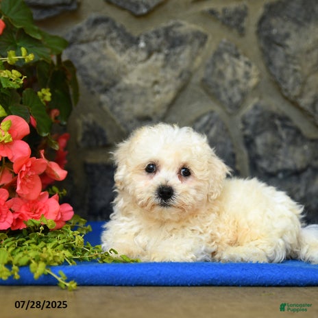 Bichon Frise dogs for sale - Ad 3