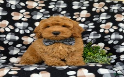 Cockapoo dogs for sale: Ferguson - Image 9