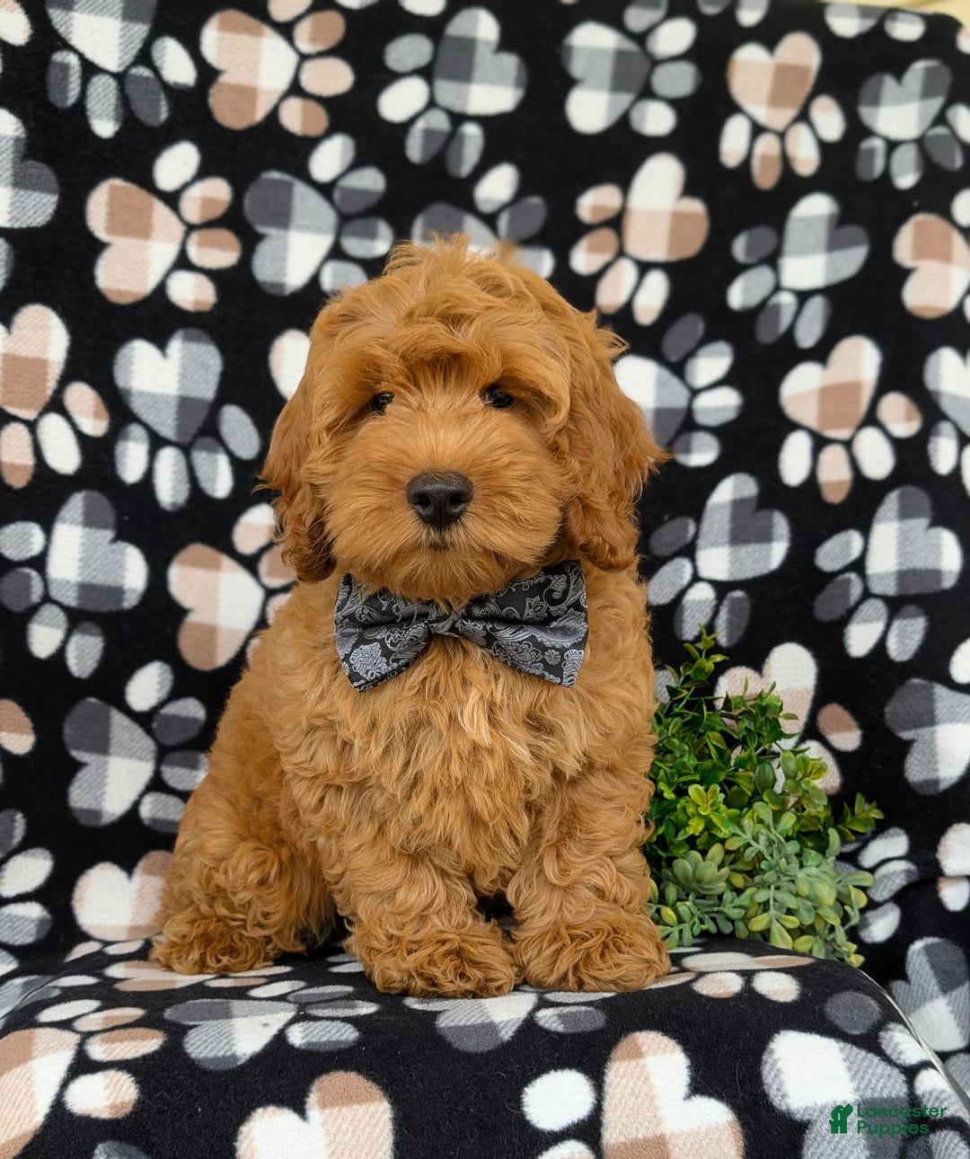 Cockapoo dogs for sale: Ferguson - Image 9