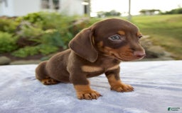 Miniature Dachshund dogs for sale: Fletcher - Image 8