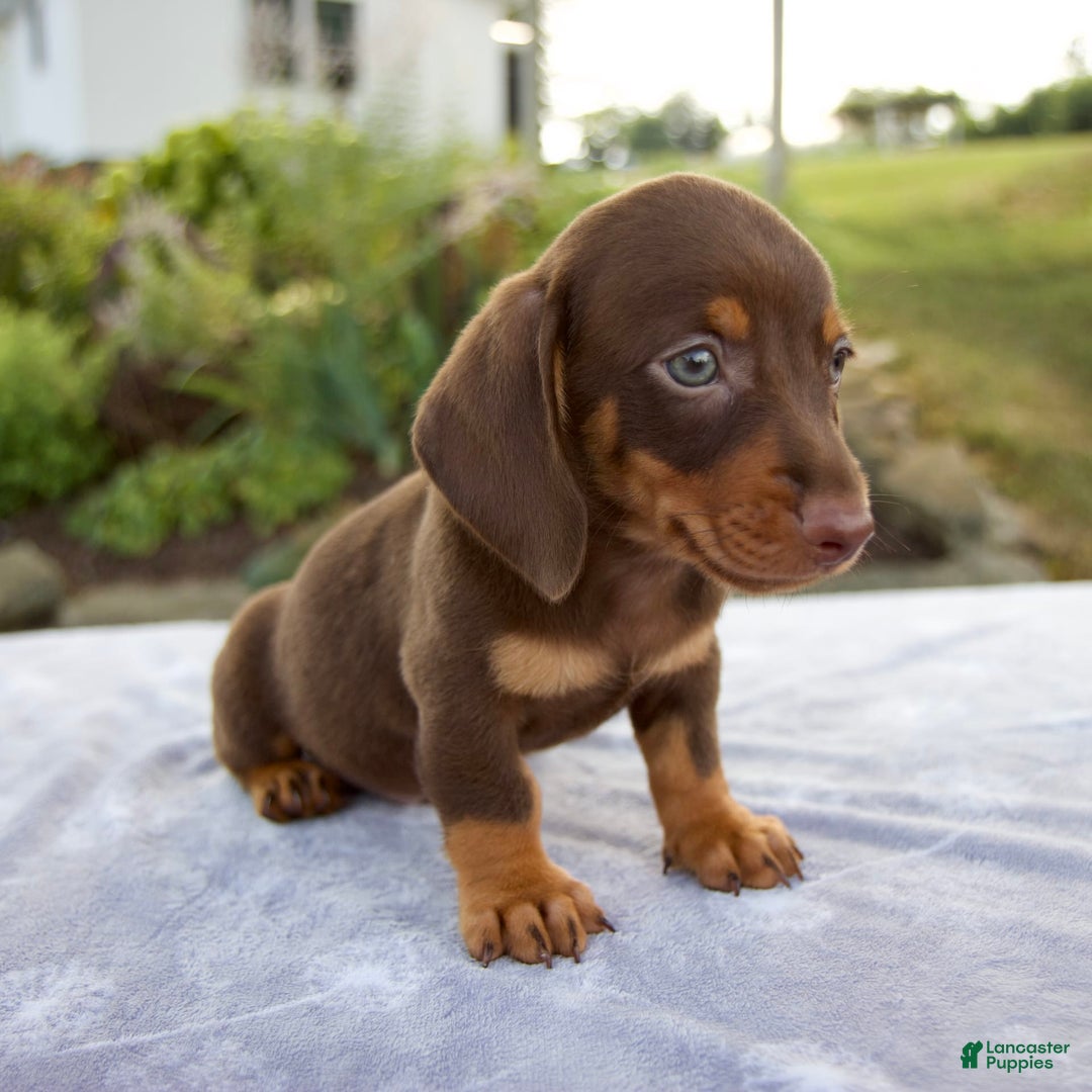 Miniature Dachshund dogs for sale: Fletcher - Image 8