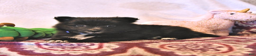 Custer