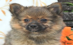 Pomeranian dogs for sale: Jill - Image 10