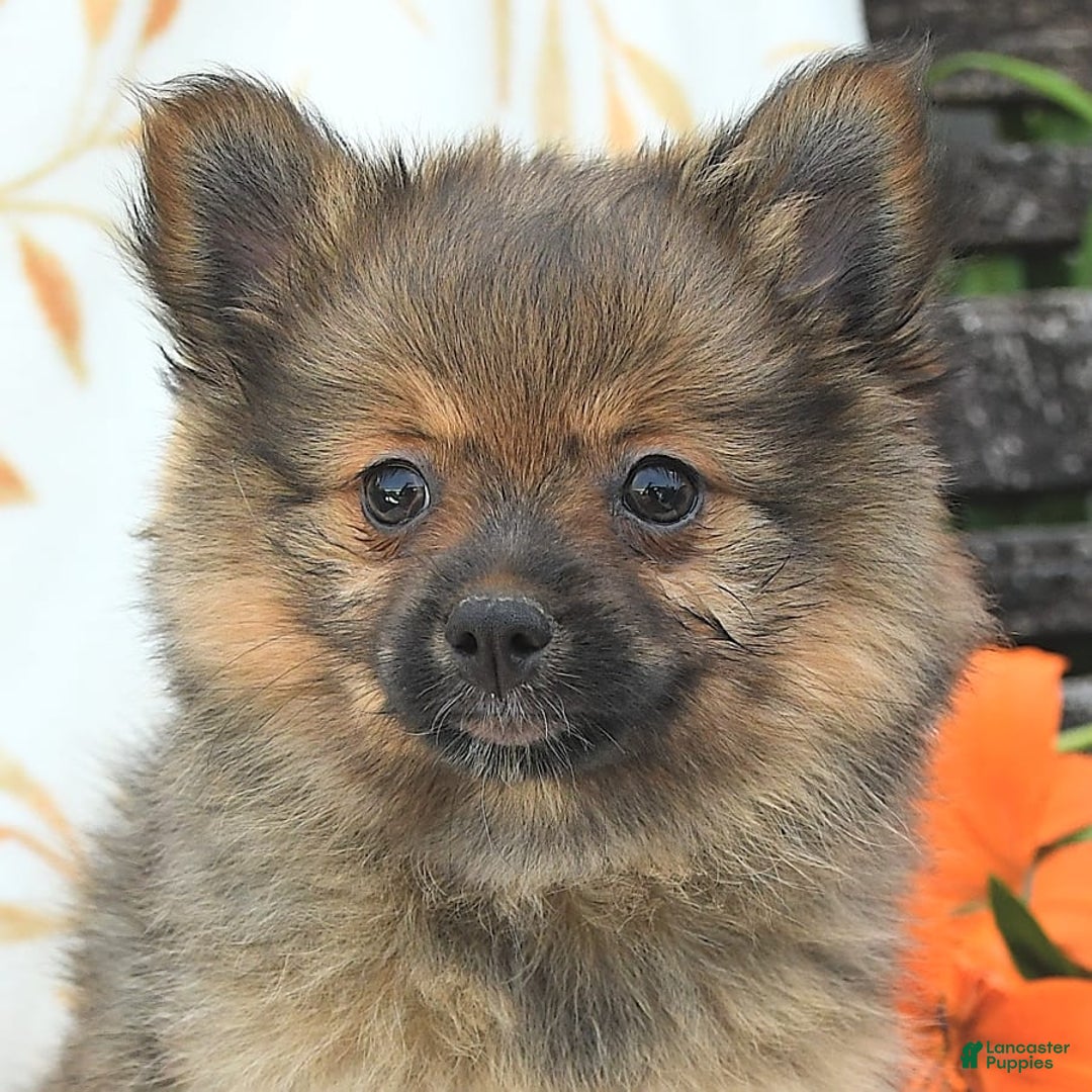 Pomeranian dogs for sale: Jill - Image 10