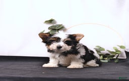 Biewer Terrier dogs for sale: Atlas - Image 5