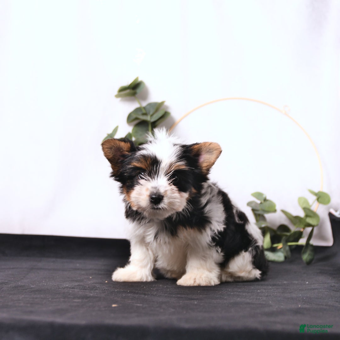 Biewer Terrier dogs for sale: Atlas - Image 5