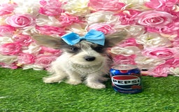 Yorkshire Terrier dogs for sale: Patrick Starr - Image 47
