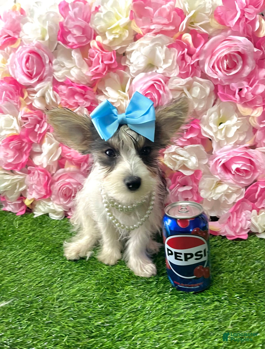 Yorkshire Terrier dogs for sale: Patrick Starr - Image 47