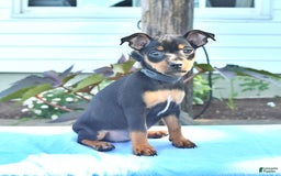 Miniature Pinscher dogs for sale: Dancer - Image 2