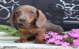 Miniature Dachshund dogs for sale: Strider - Image 3