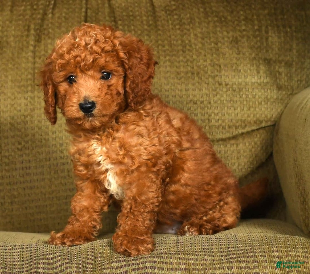Mini Goldendoodle dogs for sale: Roger - Image 1
