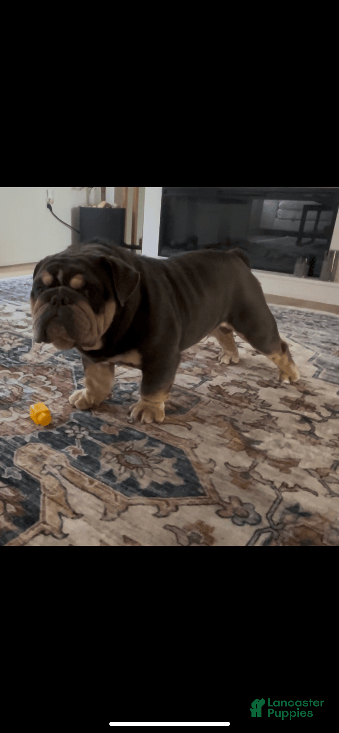 English Bulldog dogs for sale: Meaty - Image 4
