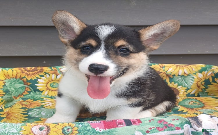 Welsh Corgi Pembroke dogs for sale - Ad 1