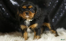 Cavalier King Charles Spaniel dogs for sale: Valentino - Image 4