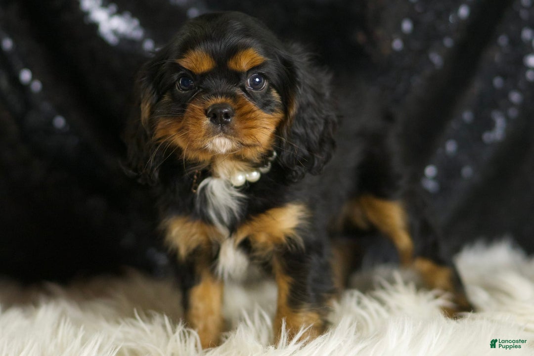 Cavalier King Charles Spaniel dogs for sale: Valentino - Image 4