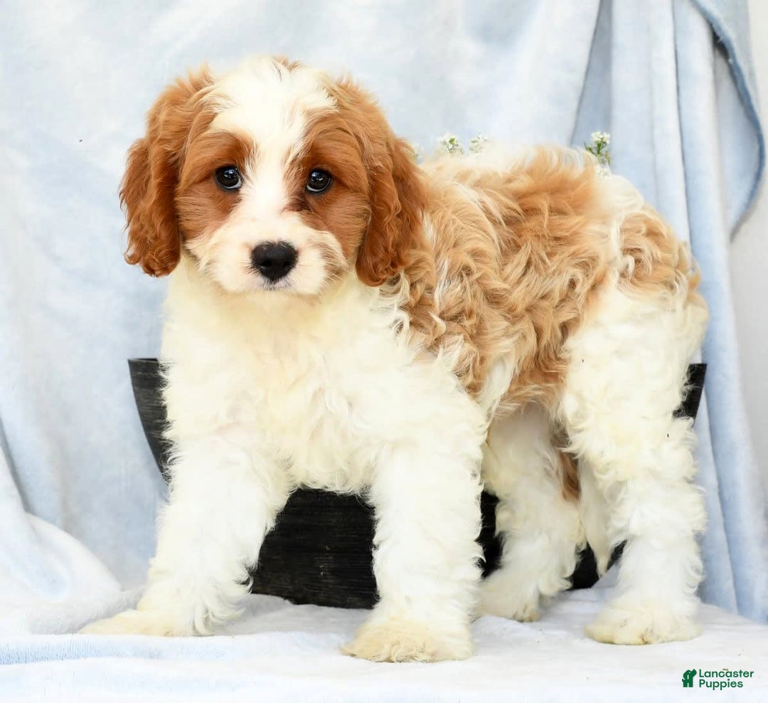 Cavapoo dogs for sale: Pluto - Image 7