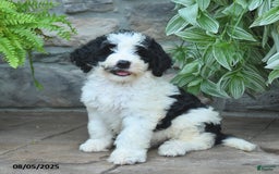Bernedoodle dogs for sale: Julia - Image 1