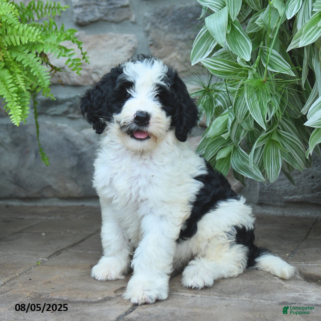 Bernedoodle dogs for sale: Julia - Image 1