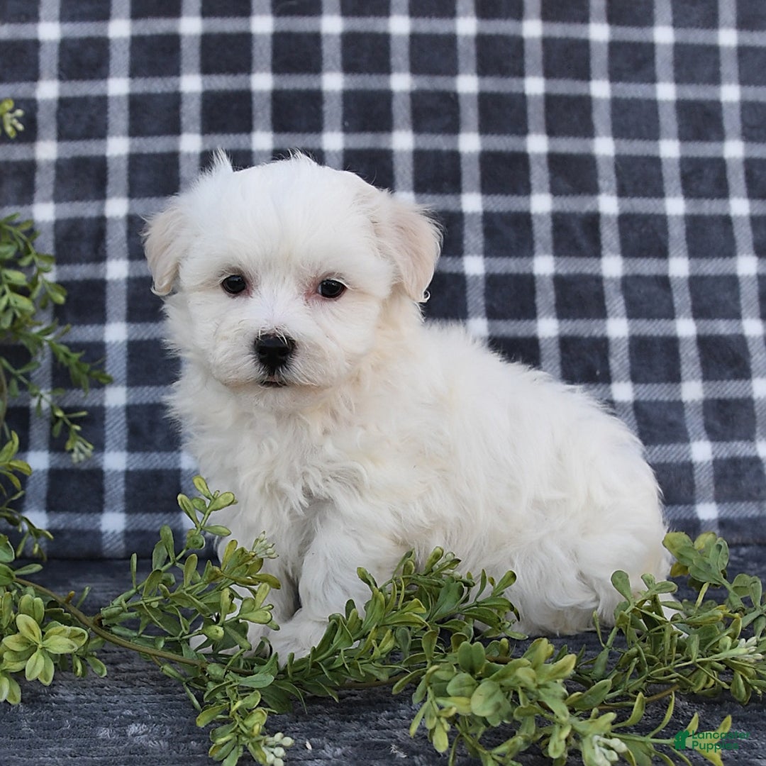 Havanese dogs for sale: Chadwin - Image 8