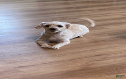 Maltipoo dogs for sale: Eldo - Image 5
