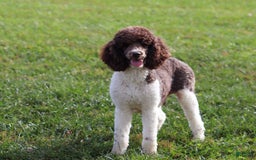 Sheepadoodle dogs for sale: Everett - Image 13