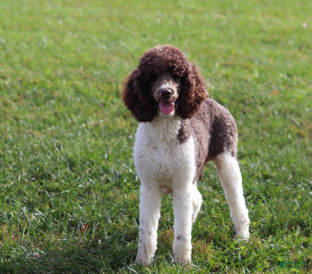 Sheepadoodle dogs for sale: Everett - Image 13