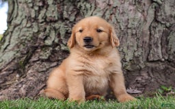 Golden Retriever dogs for sale: Zeke - Image 4