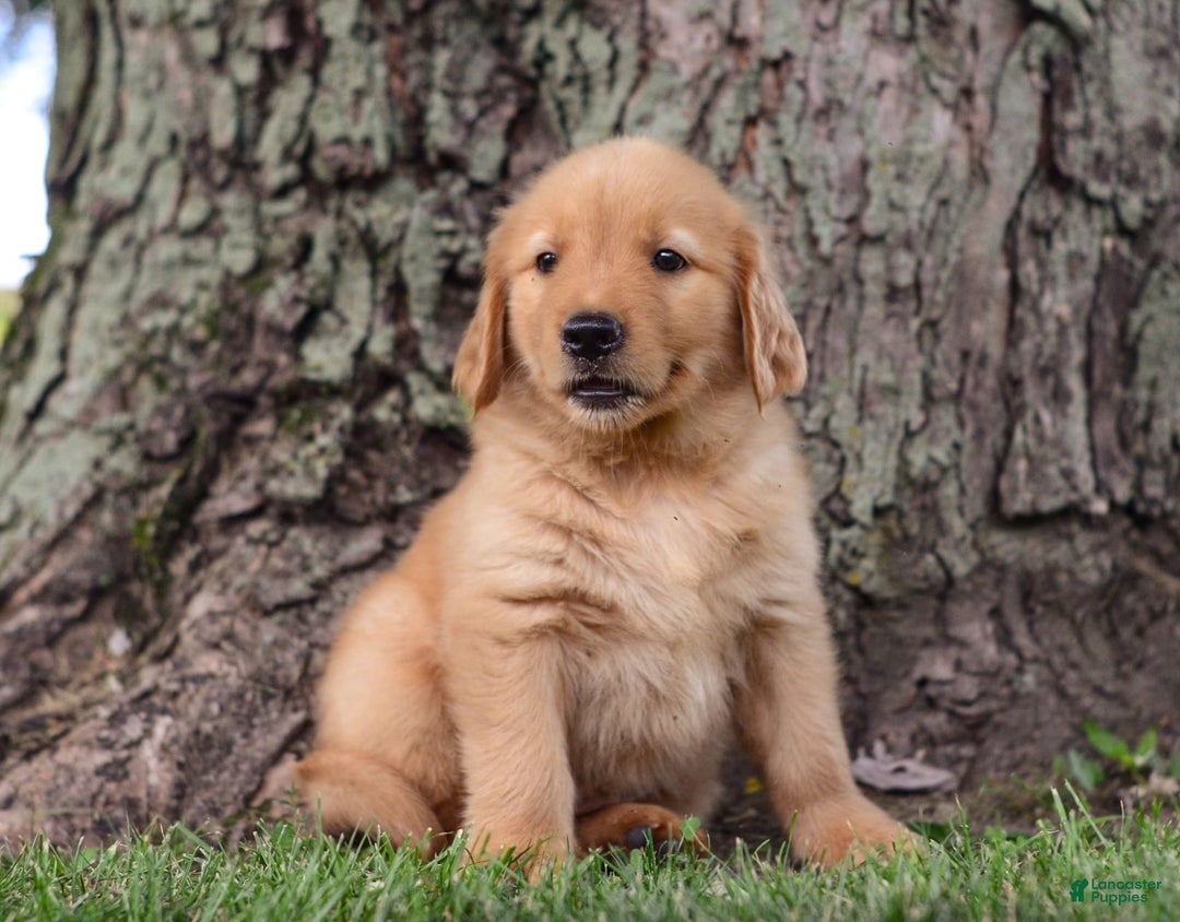 Golden Retriever dogs for sale: Zeke - Image 4
