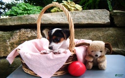 Jack Russell Terrier dogs for sale: Sprinkles - Image 4