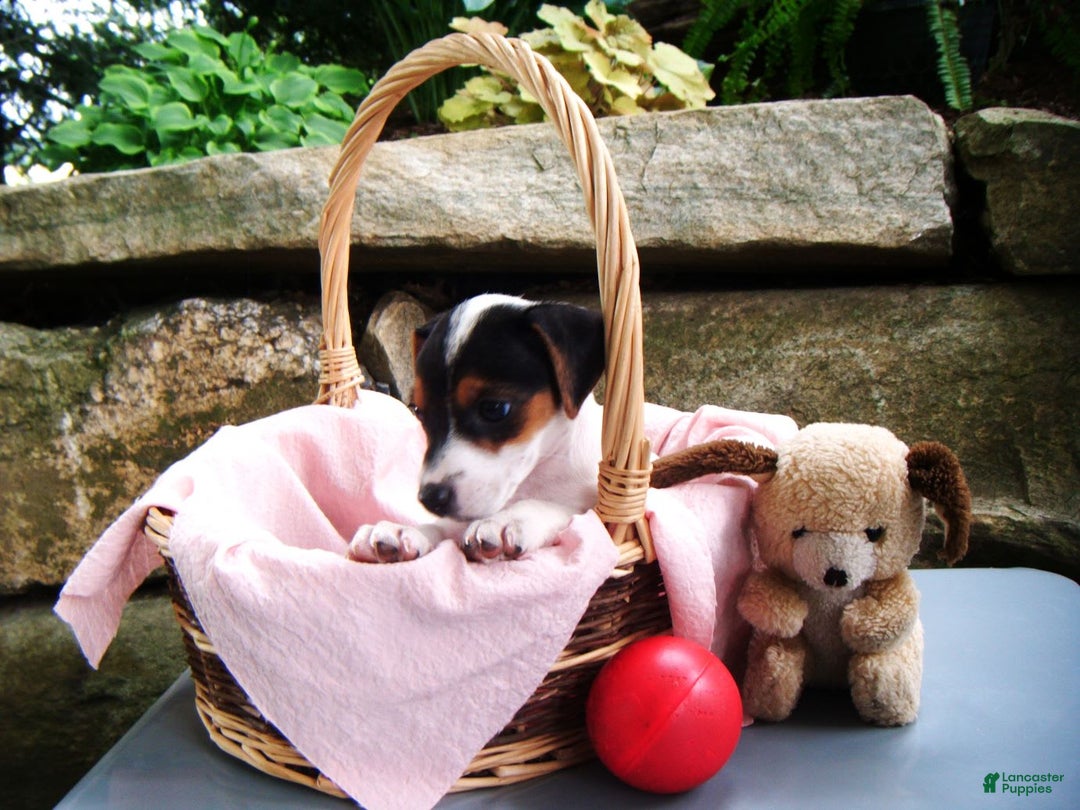 Jack Russell Terrier dogs for sale: Sprinkles - Image 4