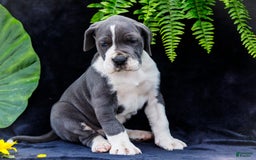 Great Dane dogs for sale: Missy - Image 21
