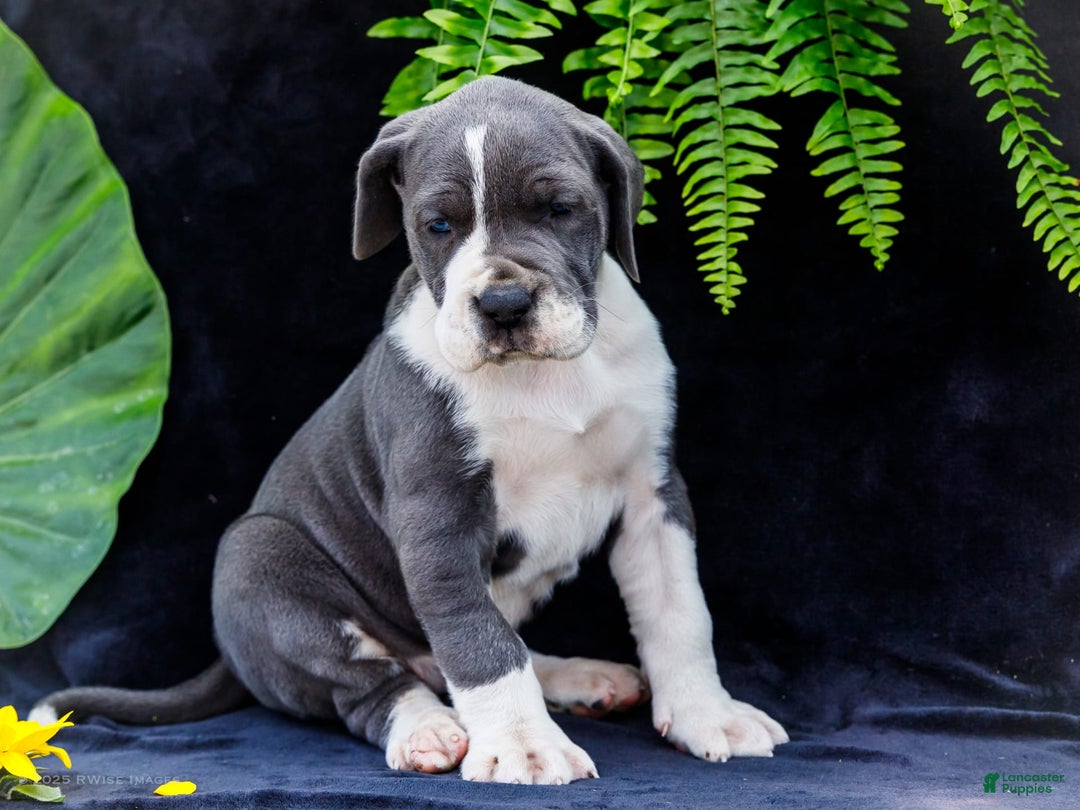 Great Dane dogs for sale: Missy - Image 21