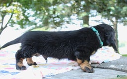 Miniature Dachshund dogs for sale: Mystery - Image 6