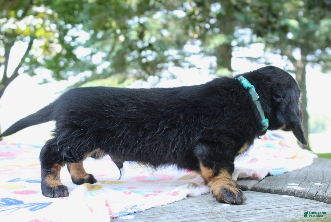 Miniature Dachshund dogs for sale: Mystery - Image 6