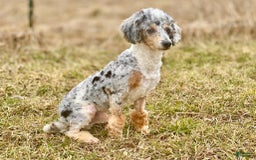 Mini Aussiedoodle dogs for sale: Sunny - Image 34
