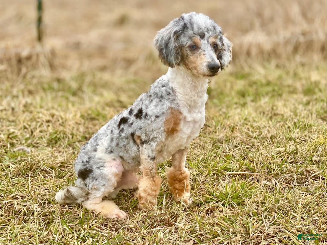 Mini Aussiedoodle dogs for sale: Sunny - Image 34
