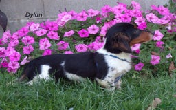 Miniature Dachshund dogs for sale: Allie - Image 7