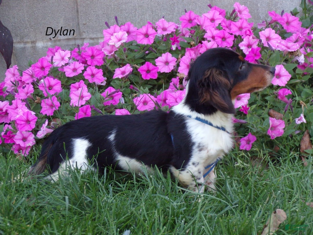 Miniature Dachshund dogs for sale: Allie - Image 7