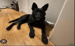 Belgian Malinois dogs for sale: Chucky - Image 6