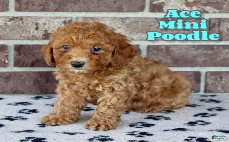 Miniature Poodle dogs for sale - Ad 3