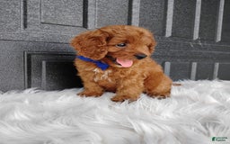 Cavapoo dogs for sale: Cavapoo 4 puppies - Image 3