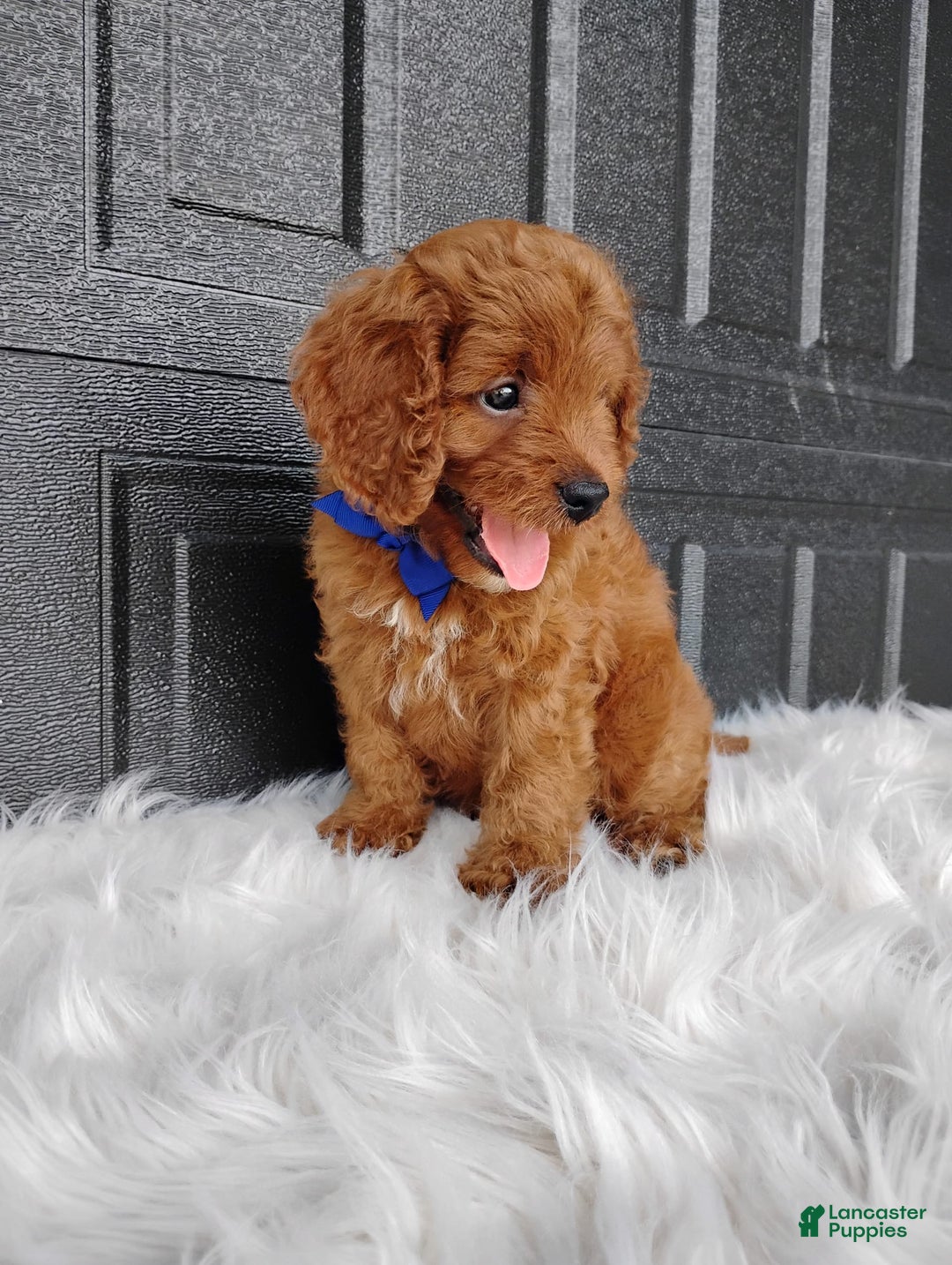 Cavapoo dogs for sale: Cavapoo 4 puppies - Image 3
