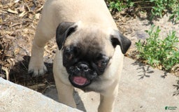 Pug dogs for sale: Pug 3 puppies - Image 11