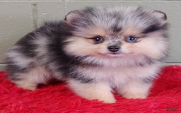 Pomeranian dogs for sale: Oliver - Image 2
