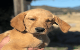 Labrador Retriever dogs for sale: Mufasa - Image 17