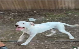 Dogo Argentino dogs for sale: Ninah - Image 3