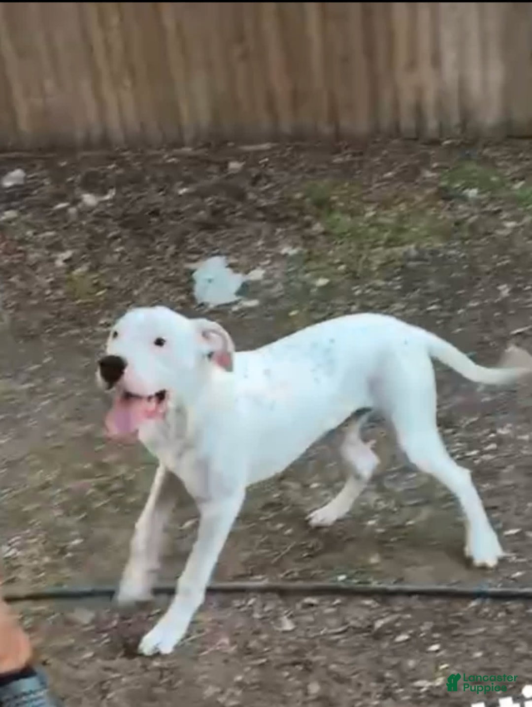 Dogo Argentino dogs for sale: Ninah - Image 3