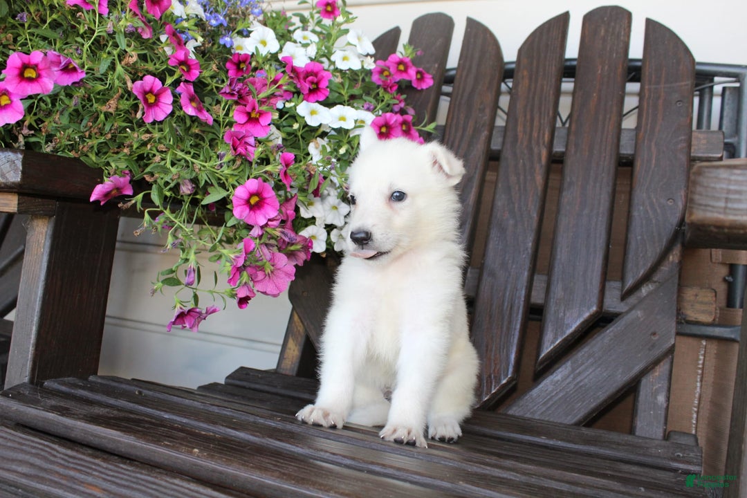 German Shepherd dogs for sale: Junior - Image 5