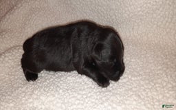 Miniature Schnauzer dogs for sale: Girl3 - Image 7