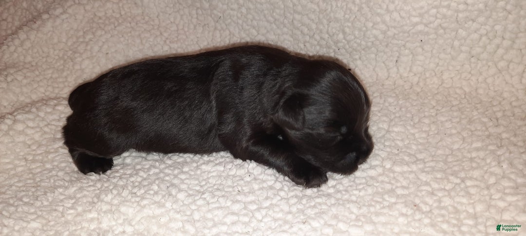 Miniature Schnauzer dogs for sale: Girl3 - Image 7